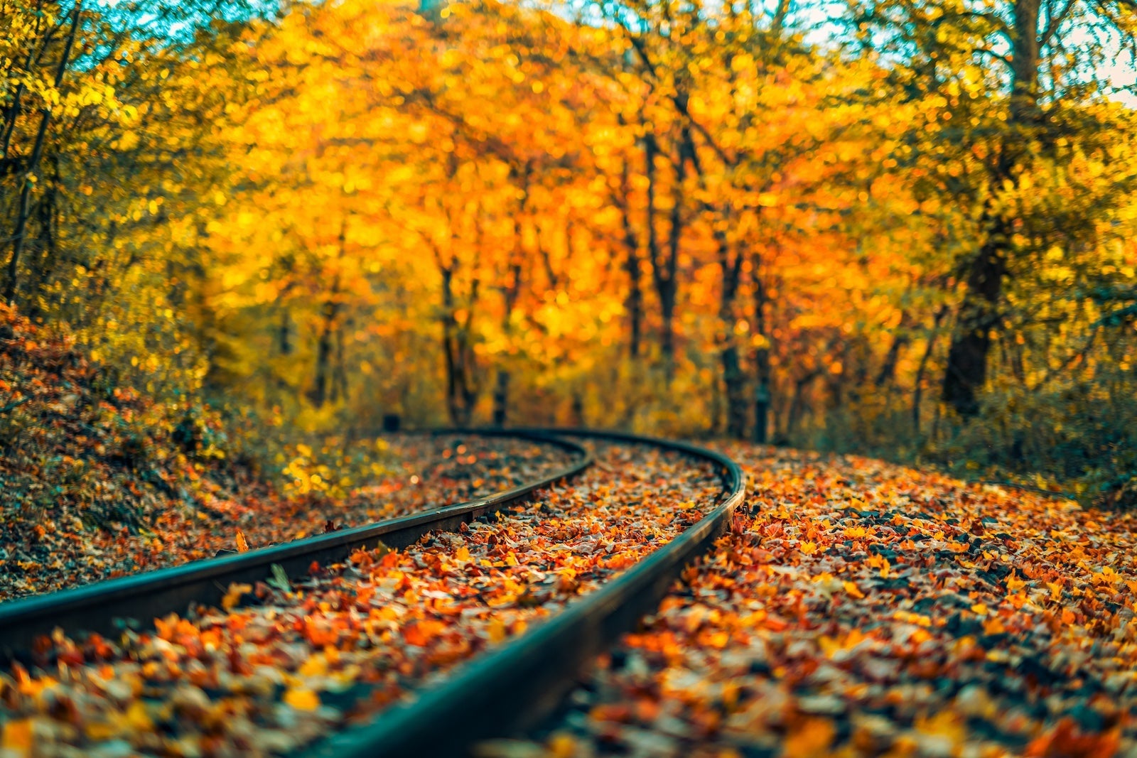 Railway in autumn forest. Railway or tramway track in a beautiful autumn park fog. dampness, bright warm autumn colors