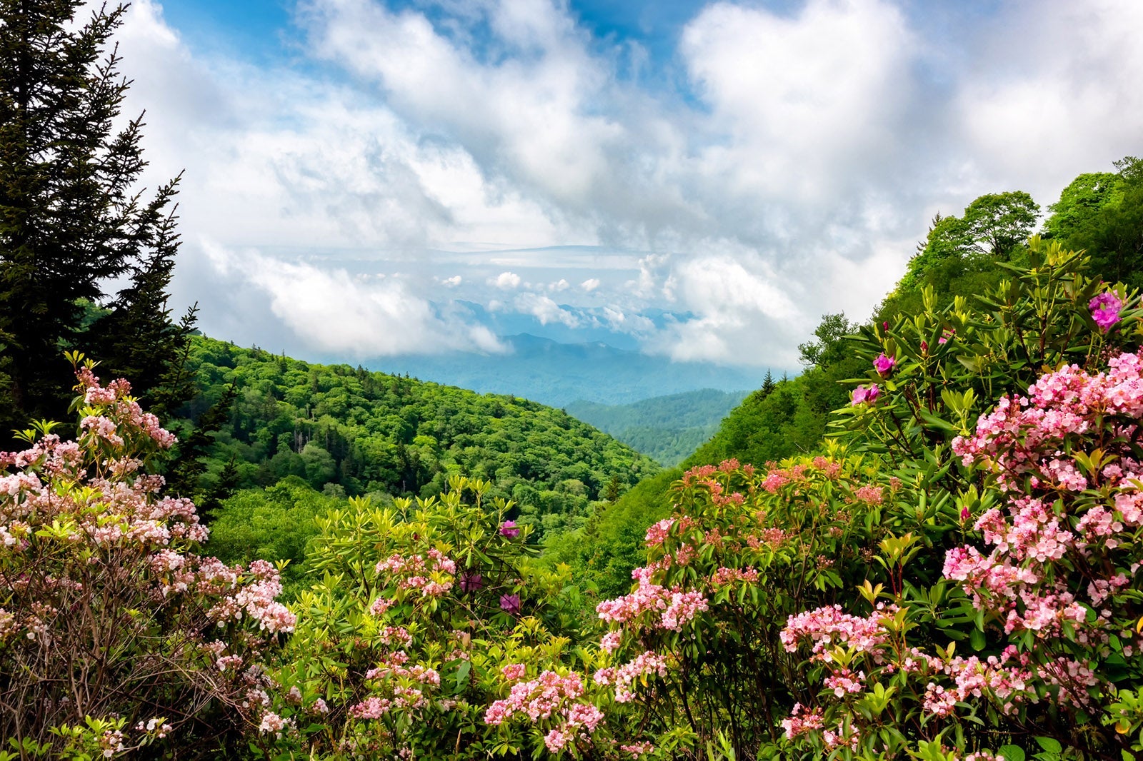 Roadside mountain laurel