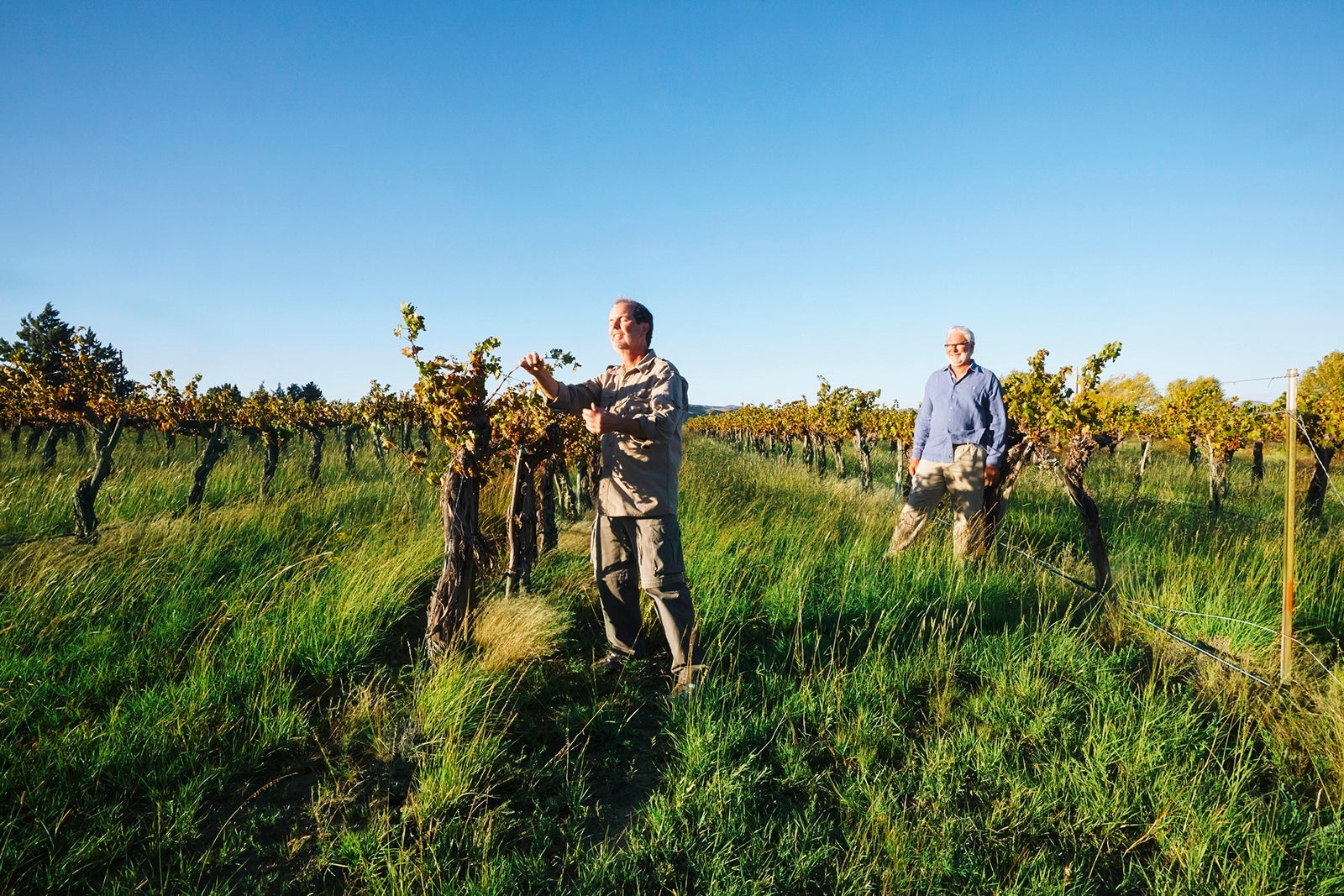Elderly man observing grape tree in a vineyard