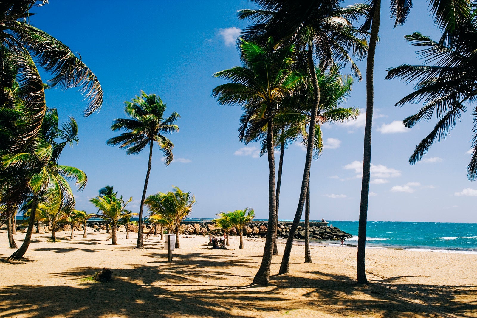 Palm Trees on Condado Beach in San Juan