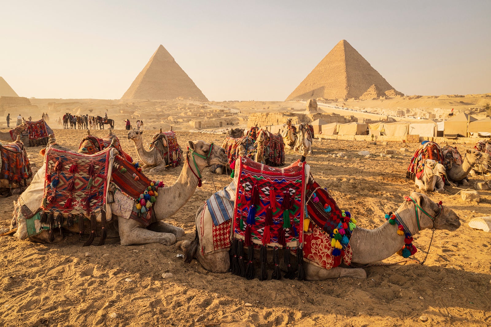 dromedary camels stopping in front of the famous pyramids of Giza, Cairo, Egypt, Africa