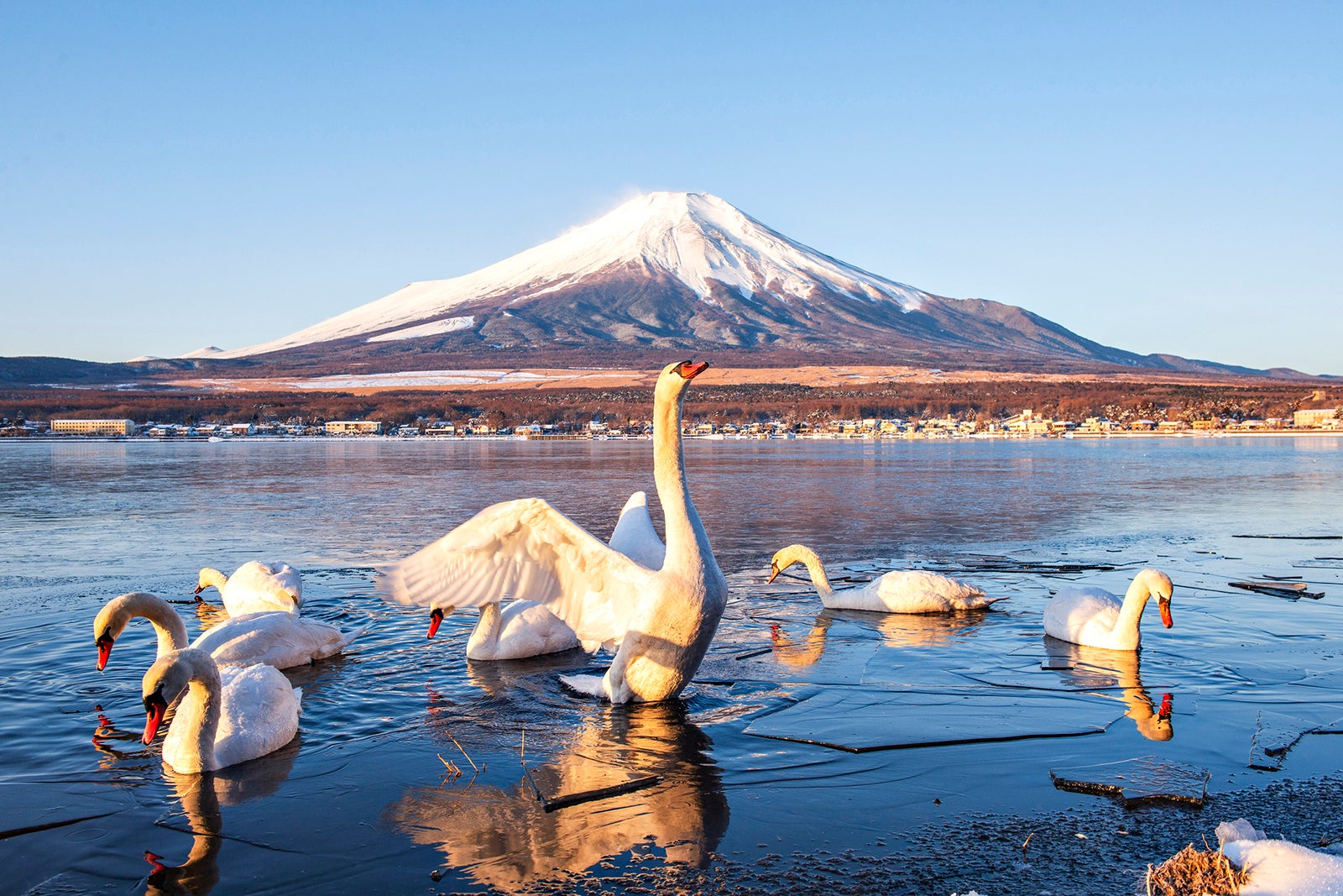 White Swan spreading wing with Fuji Mountain Background in Winter at Yamanakako Lake, Japan