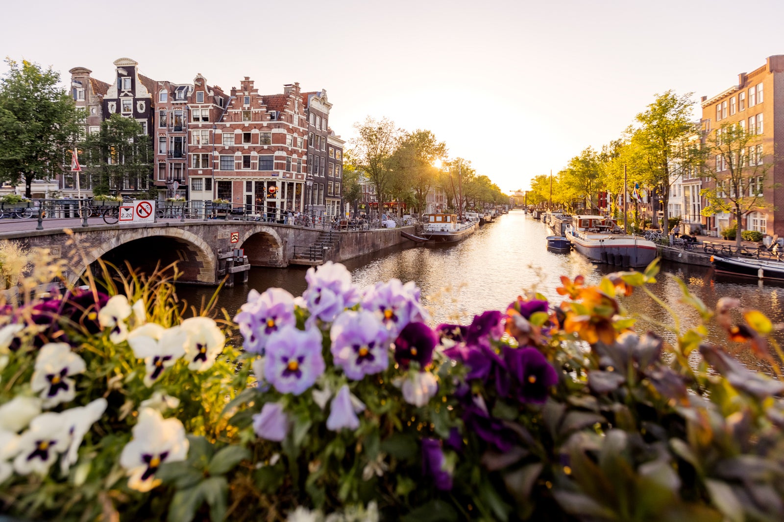 Amsterdam canal at sunset with flowers in foreground, Netherlands