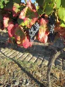 Some of the 30-odd varietals of grapes that go into making Port.