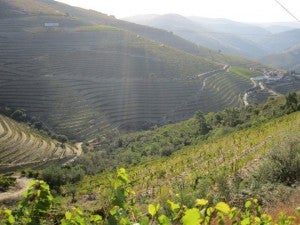 The dramatic hillsides of the Douro Valley, where Port wines are made.