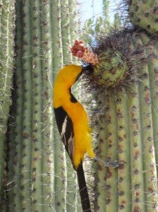 Desert Museum