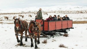 Make new antlered friends at the Elk Preserve. Photo courtesy of Four Seasons.