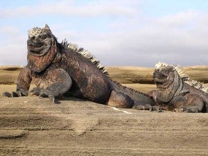 Iguanas run wild in Ecuador's Galapagos Islands