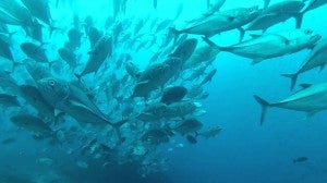 Schools of fish swarm beneath Darwin Arch in the Galapagos