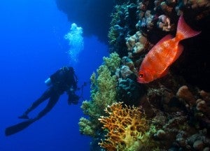 Solderifish hang out way beneath Half Moon Caye in Belize