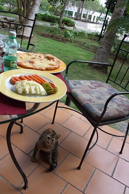 Some fruit and pizza at the snack bar