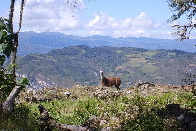 You'll have plenty of opportunities to befriend other solo travelers, or this adorable alpaca.