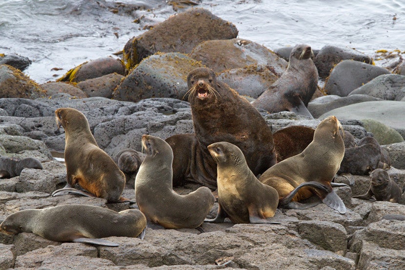 Sea lions on St. Paul Island. Image courtesy of Martha de Jong-Lantink.