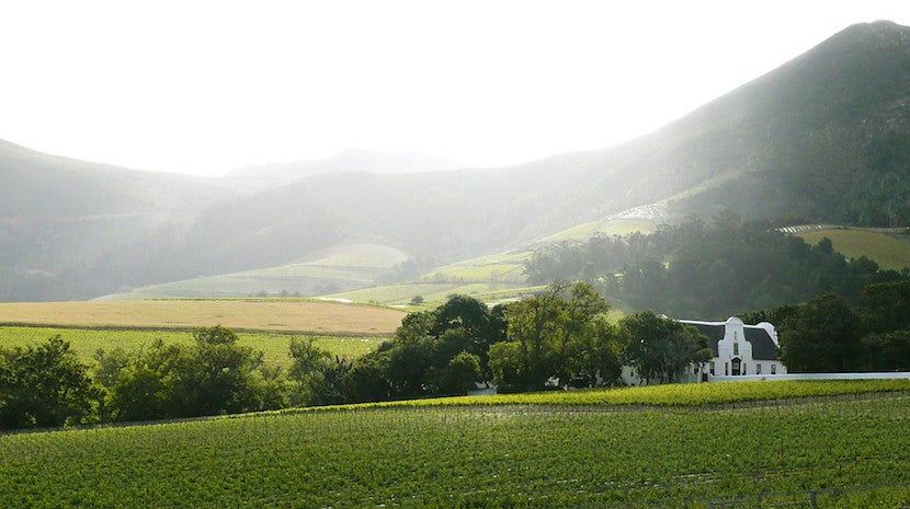 Explore one of the 18 wine routes in the Cape, including Constantia, where you'll find Groot Constantia, the oldest wine estate in the country. Image courtesy of Cape Town Tourism.